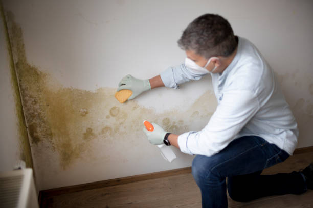 Best Forensic Mold Investigation  in Benson, MN