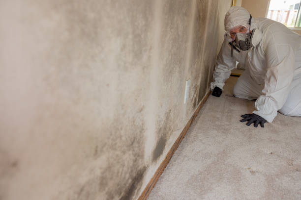 Benson, MN Mold Removal Company